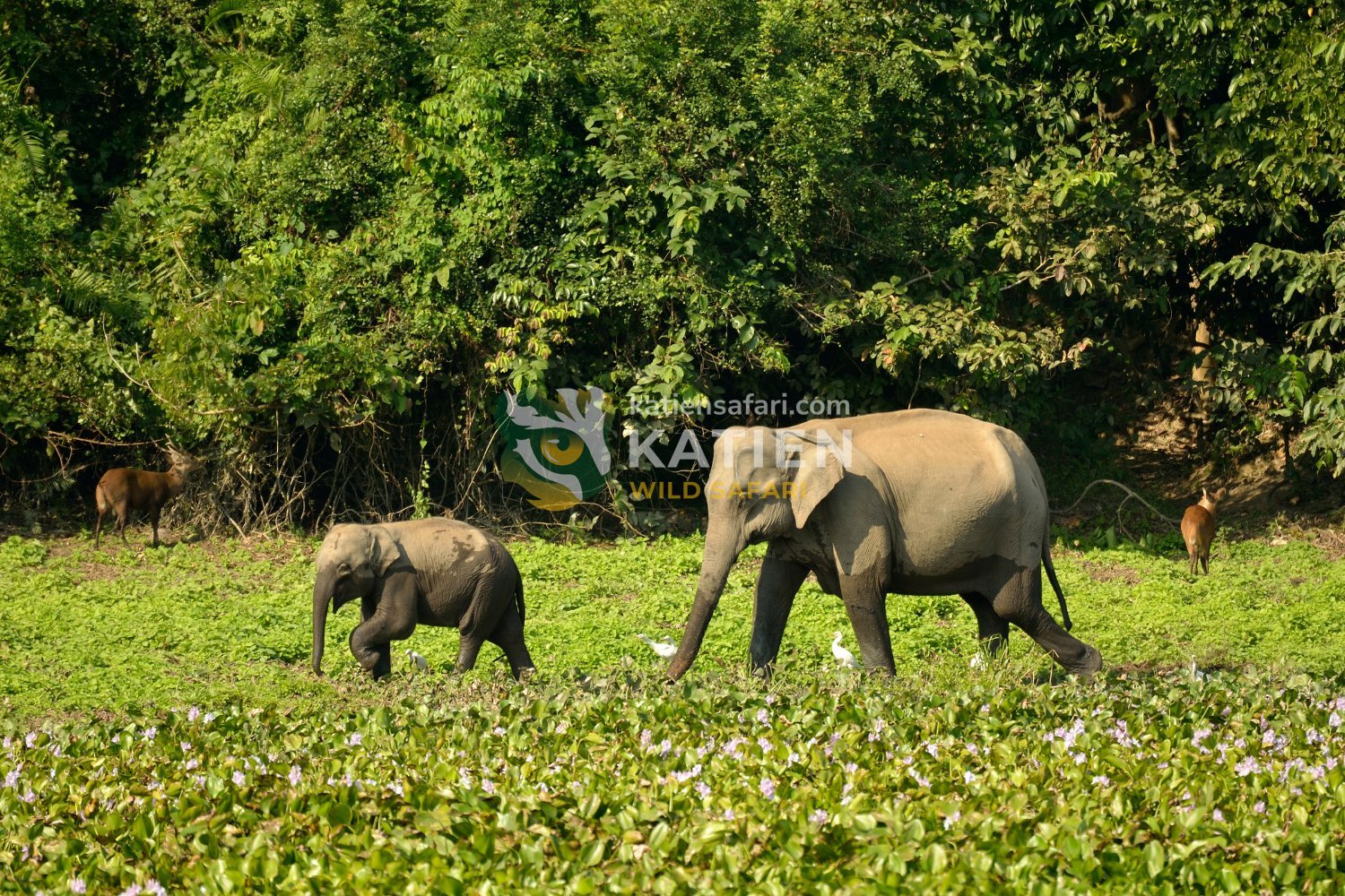 Conservationists protect elephants via patrols and habitat restoration.