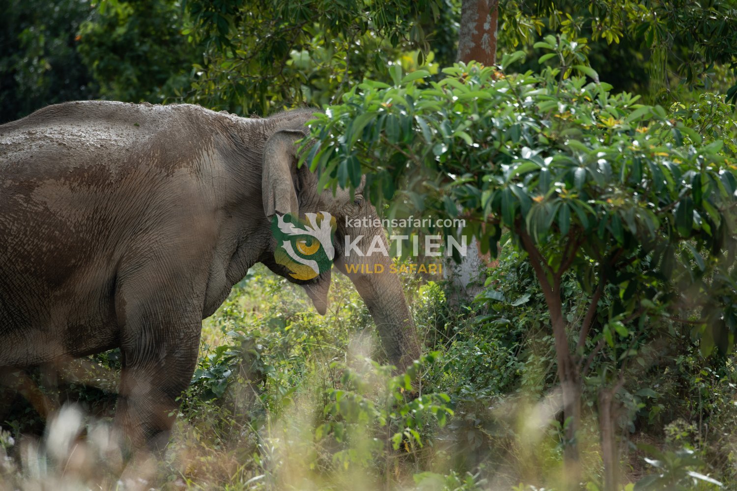 Their diet includes grasses, fruits, and bark from native tree species.