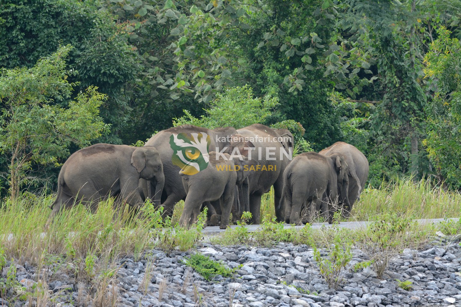 Asian elephants once roamed a vast global range from India to Southeast Asia.