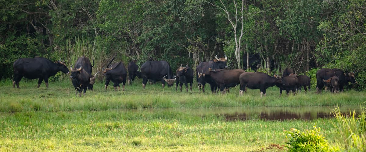 The Wild Gaur Herds of Cat Tien