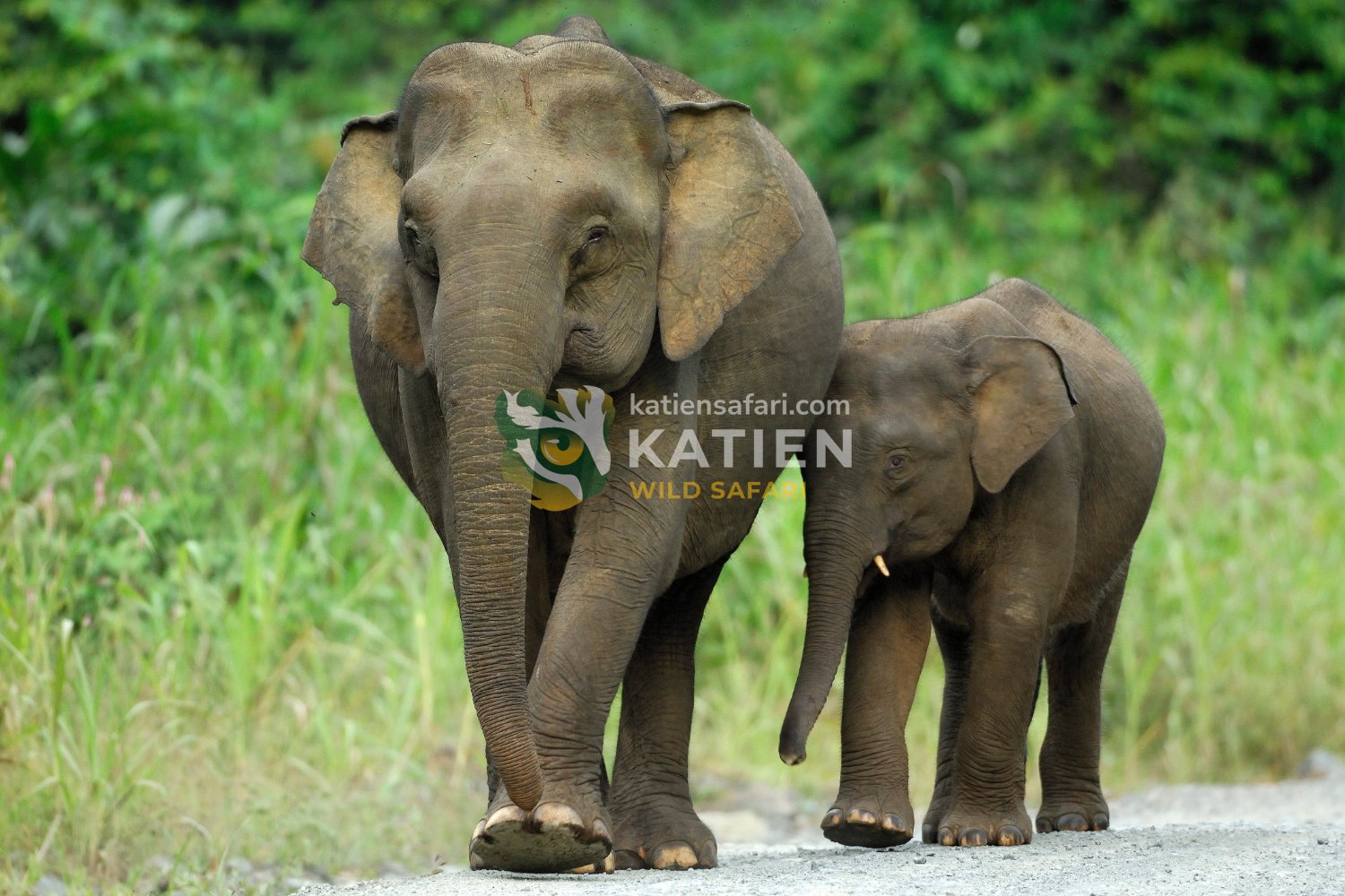 Bornean elephants display gentler behavior and unique physical traits.
