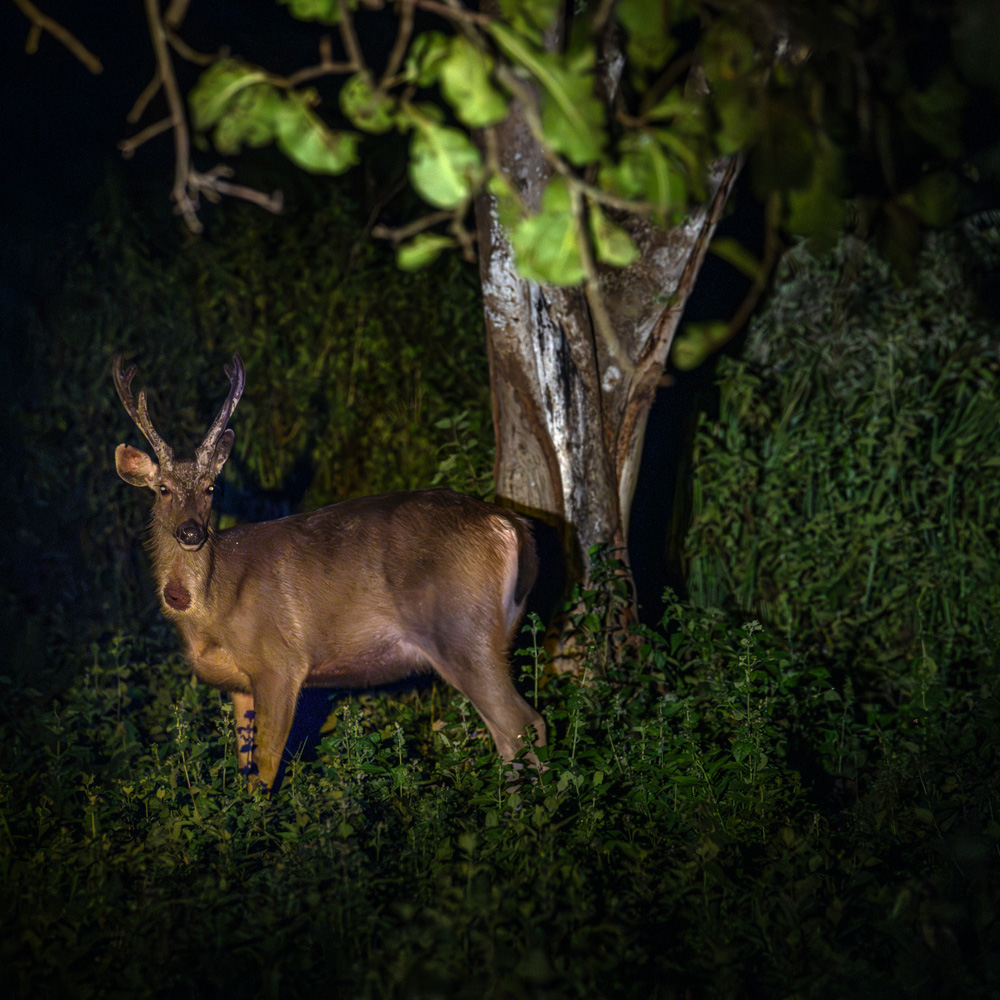 Deer