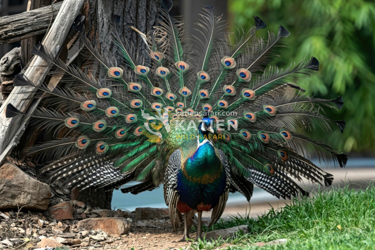 Native to India, this species is famous for its brilliant blue neck.