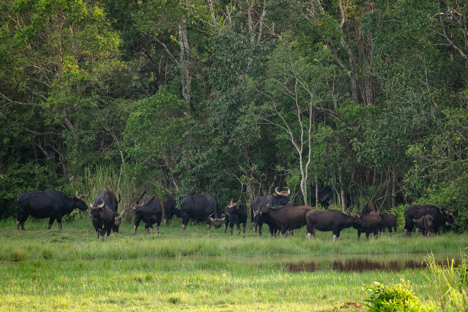 A herd of wild gaurs grazing peacefully near the forest edge.