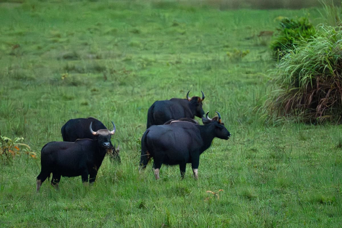 A powerful herd of Gaur grazing in the lush grasslands of Cat Tien National Park