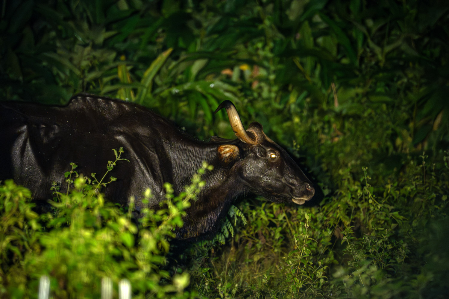 A solitary wild gaur moving quietly through dense forest vegetation.