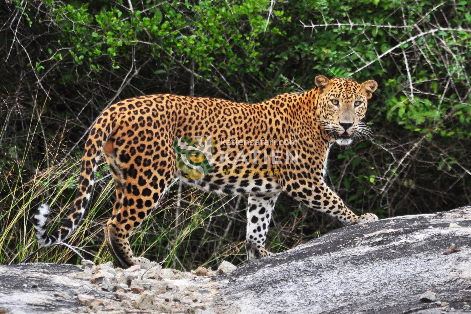 The leopard shows incredible strength, agility, and stealth in every move.