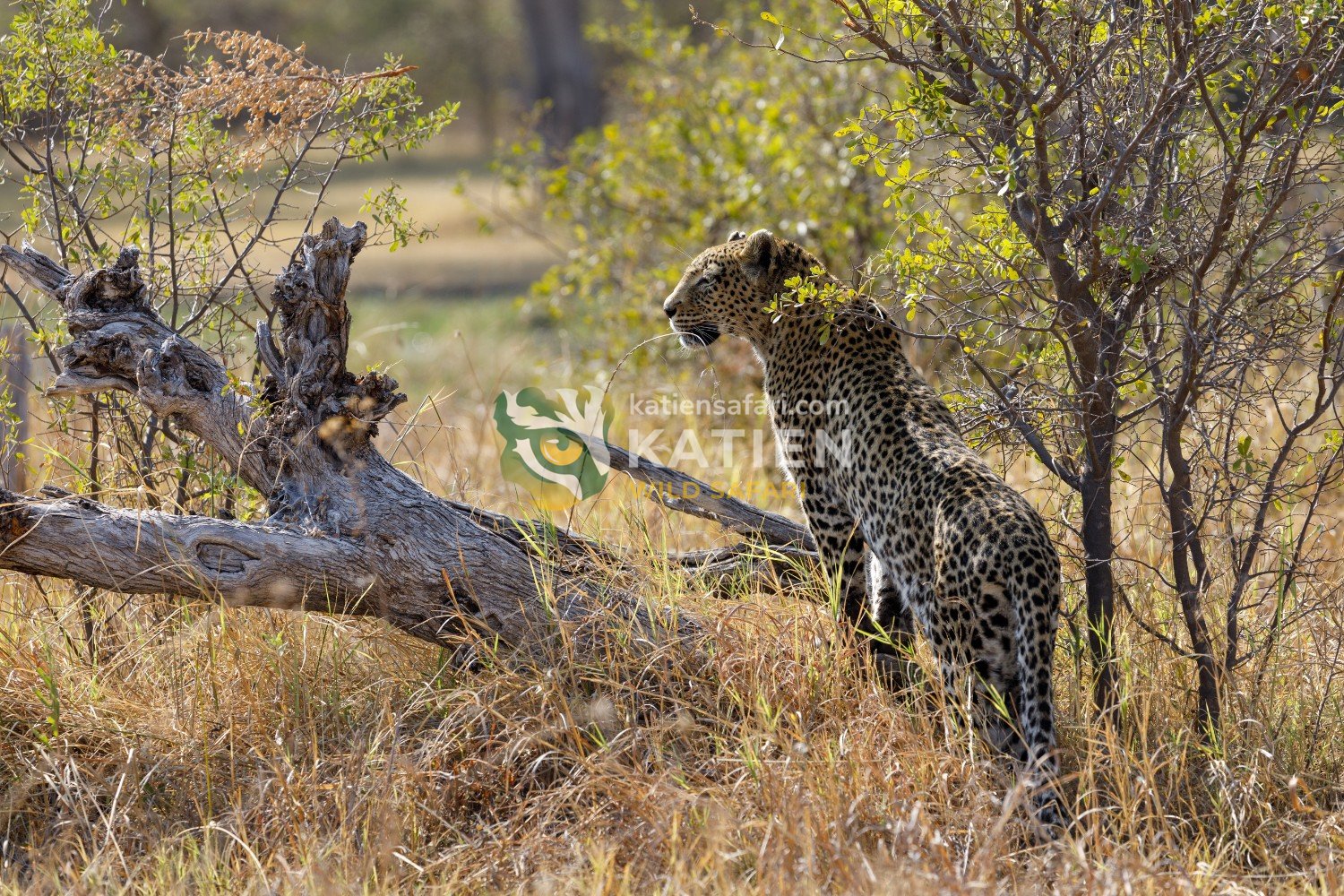 Leopards hunt antelopes, monkeys, and small mammals with precision.