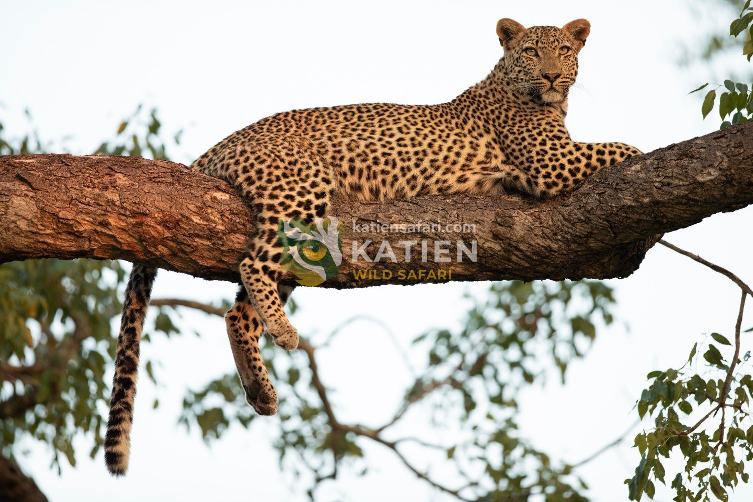 A leopard often rests high in trees, where it relaxes and guards its prey.