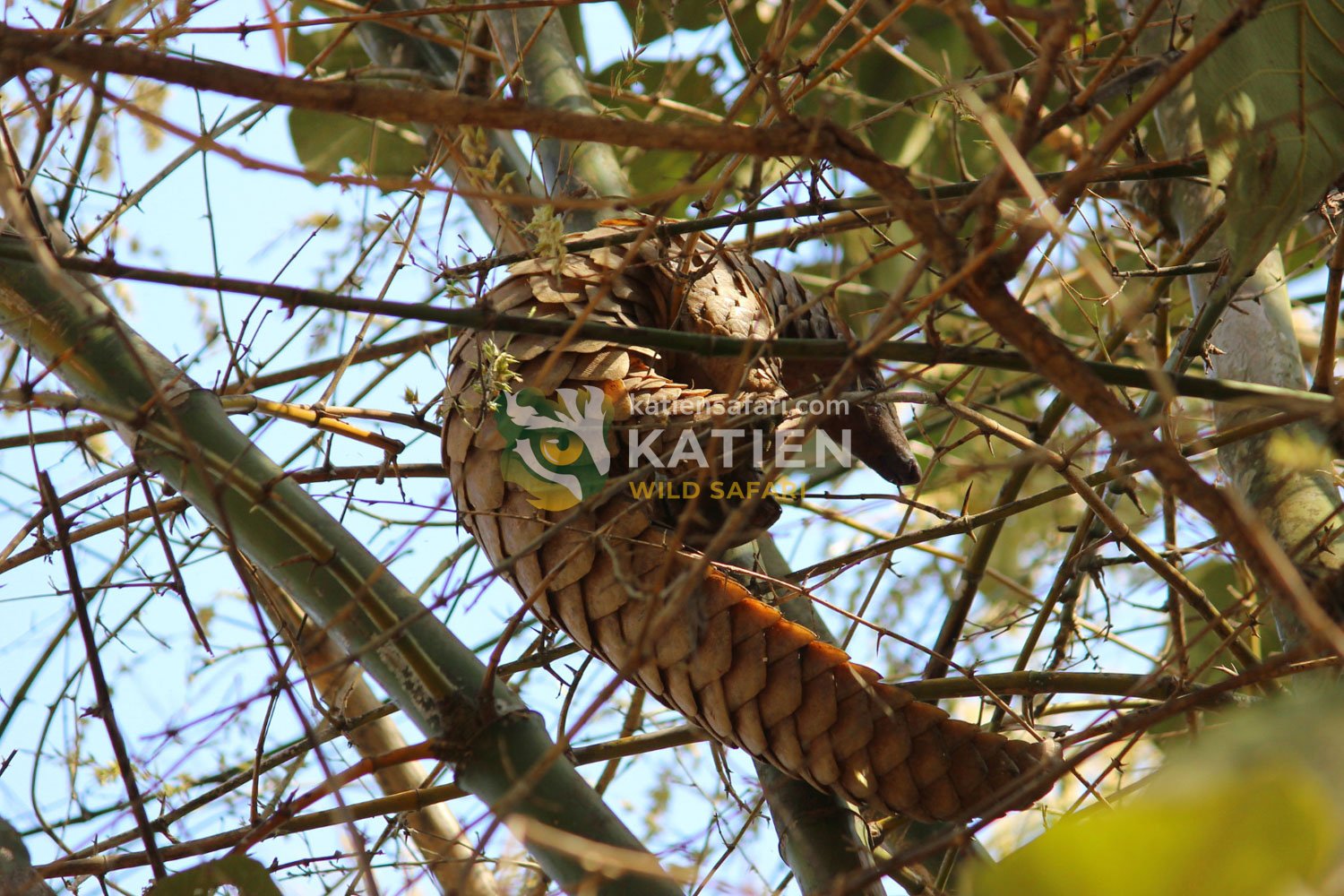A pangolin gracefully climbs from branch to branch