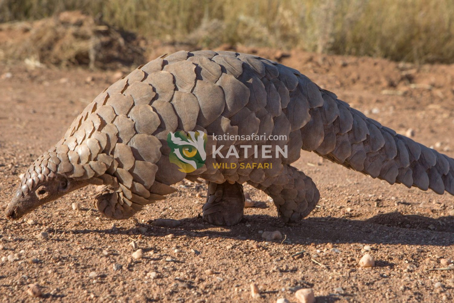 A pangolin walks slowly on the ground