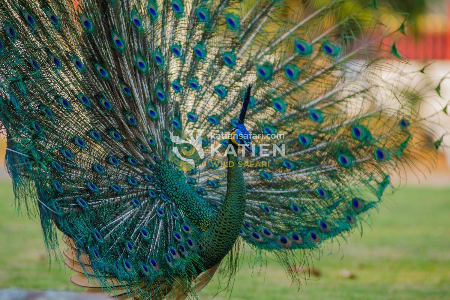 The Peacock fans out his dazzling tail feathers to attract a mate.