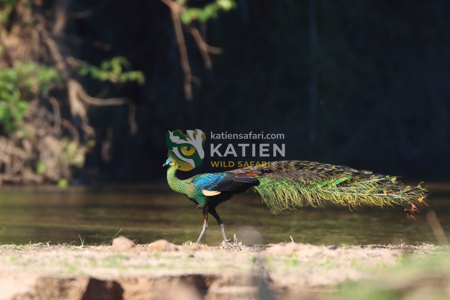 They feed on seeds and insects while avoiding lurking predators.