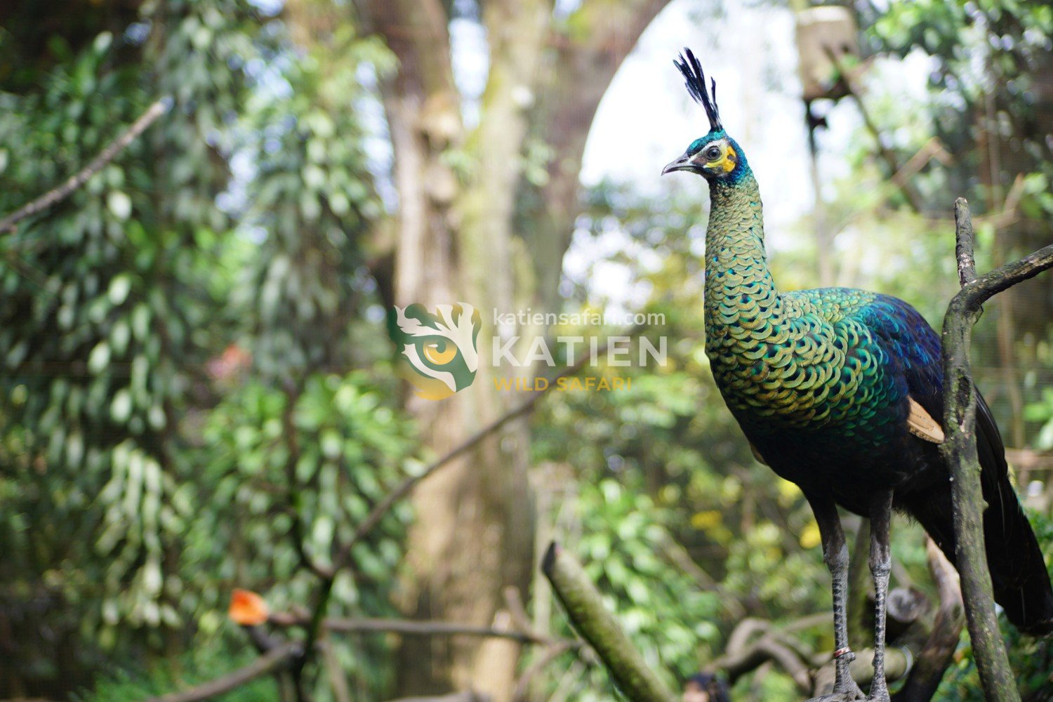 A majestic peafowl perches gracefully on a tree branch, scanning the forest below.