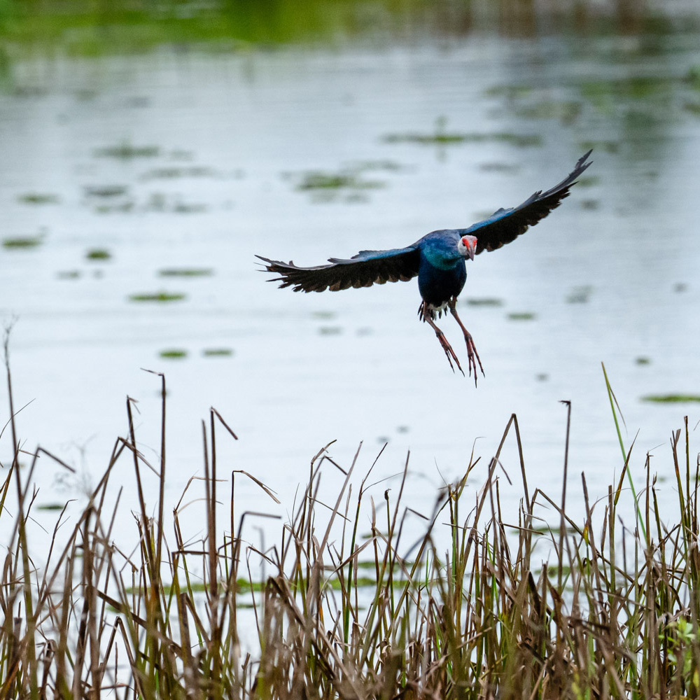 Purple Swamphen