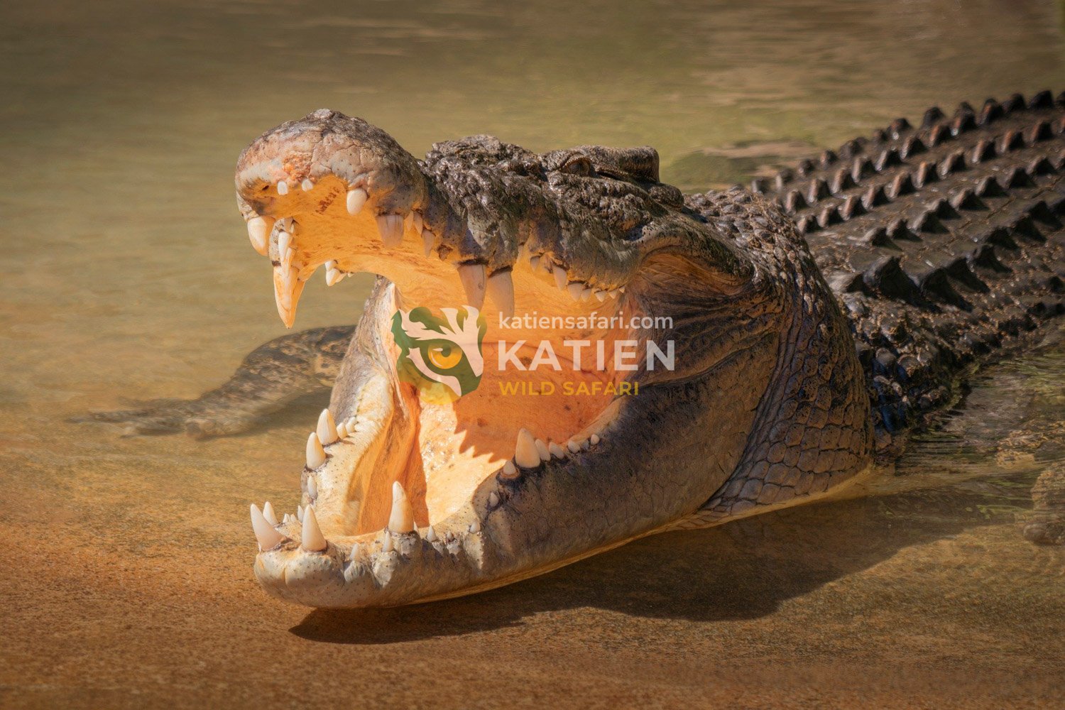 A saltwater crocodile opens its powerful jaws wide on the riverbank.
