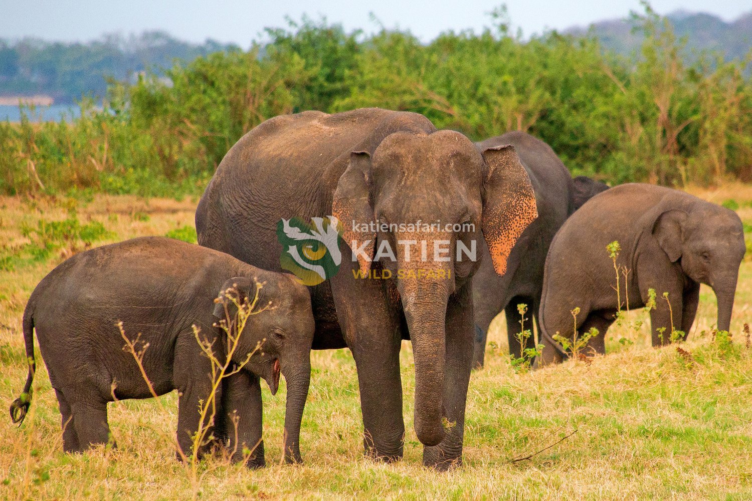 The Sri Lankan elephant thrives in lush forests with abundant water.