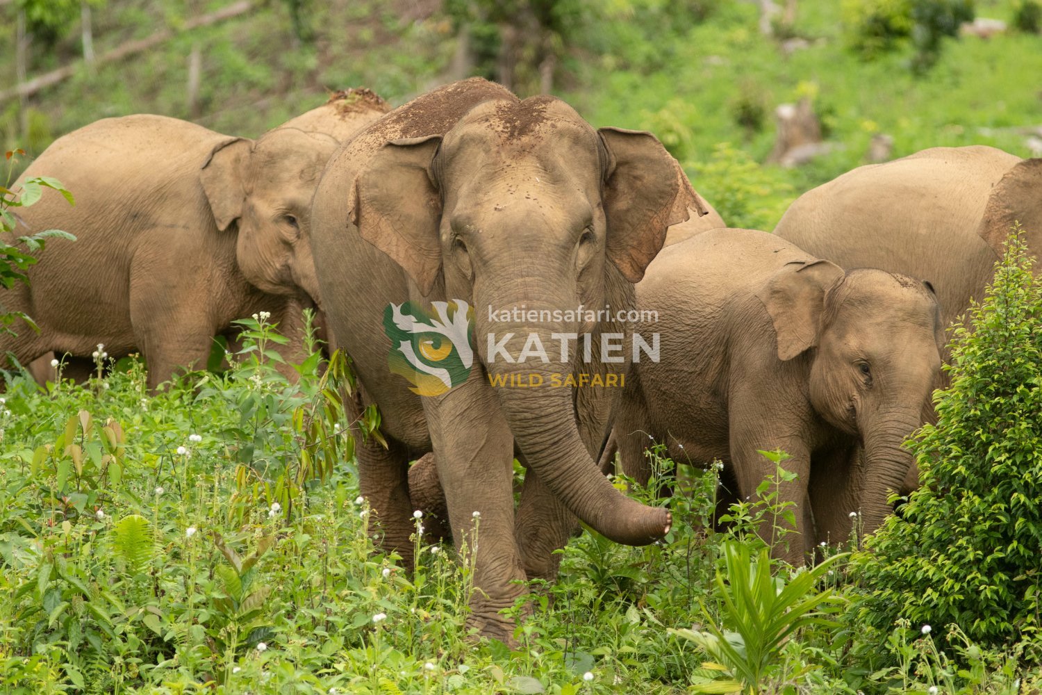 Sumatran elephants, smaller in size, inhabit dense island jungles.