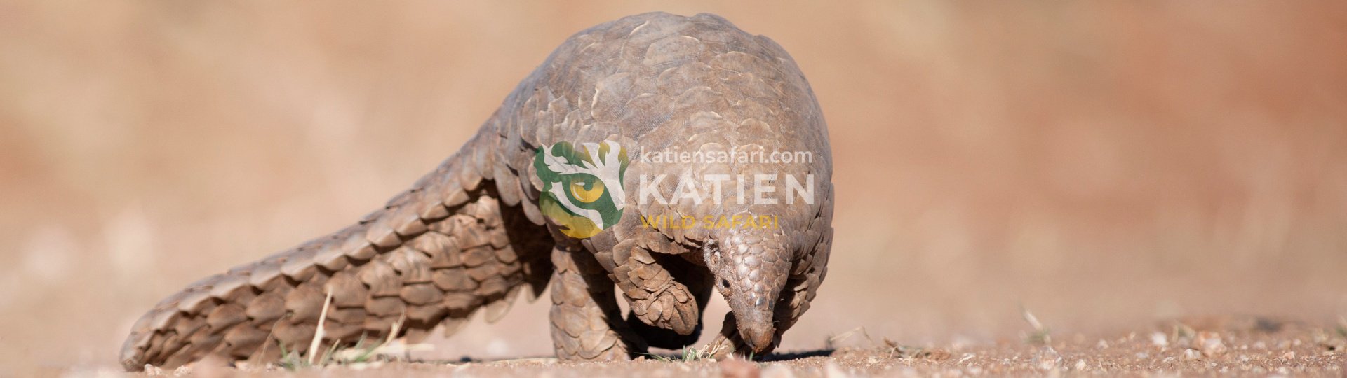 Wild Pangolin