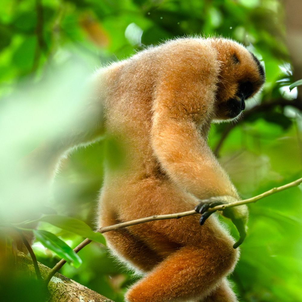 Yellow-cheeked gibbon