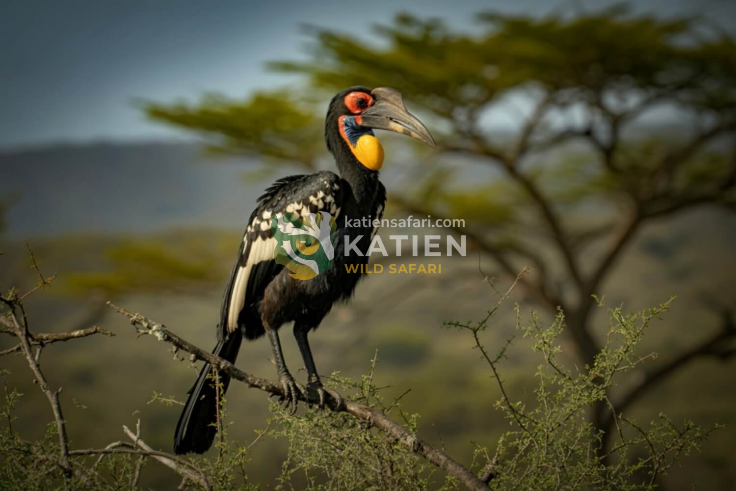 African hornbills roam dry savannas and hunt insects from the ground.