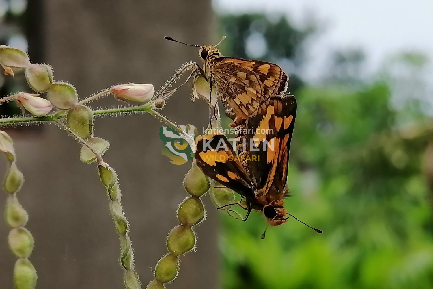 Butterfly mating involves complex courtship flights and pheromone cues.