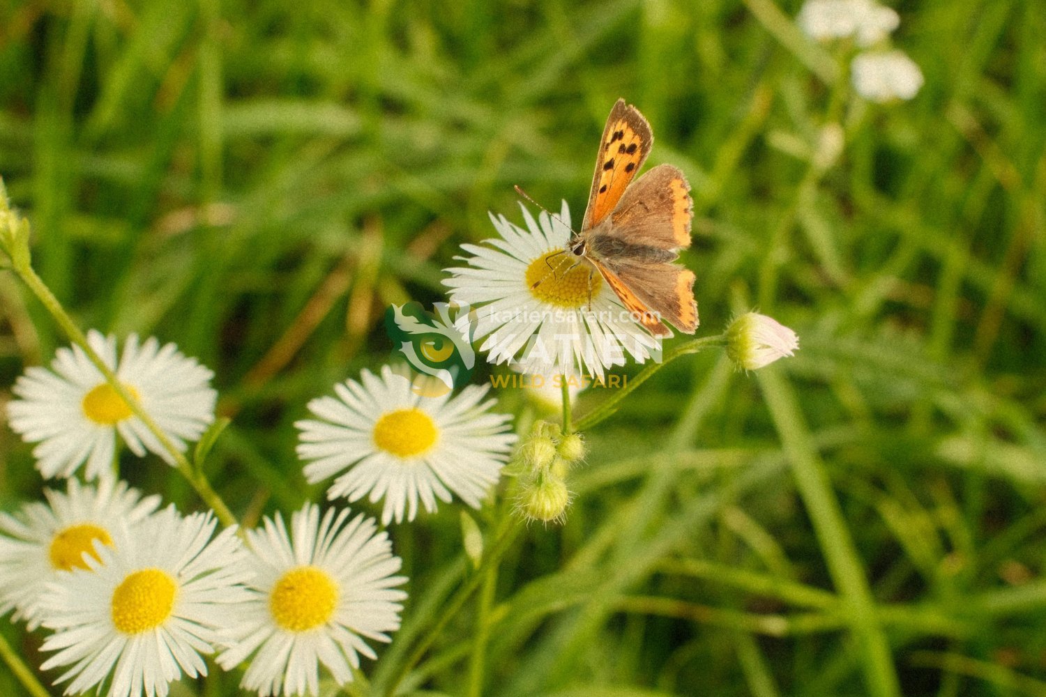 Adult butterflies rely on nectar, sap, and minerals for energy.