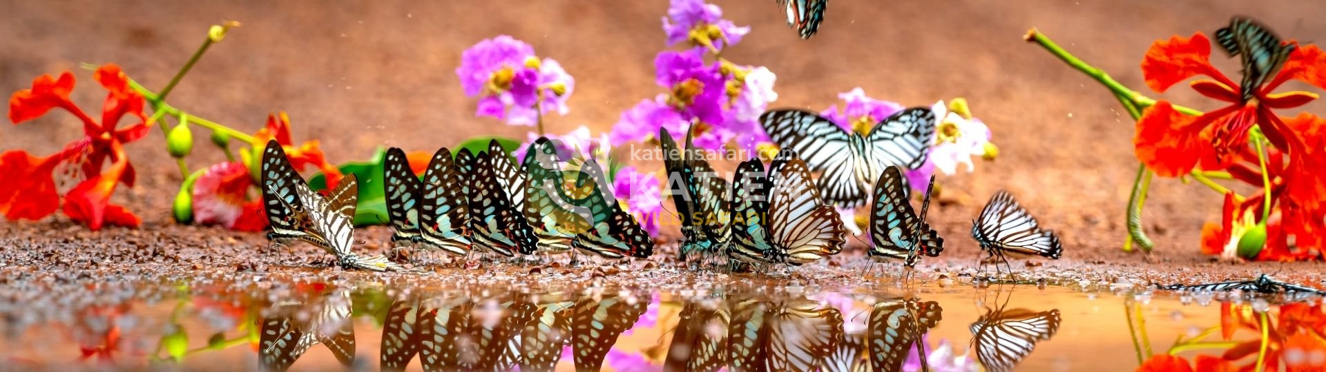 Butterfly (Lepidoptera)