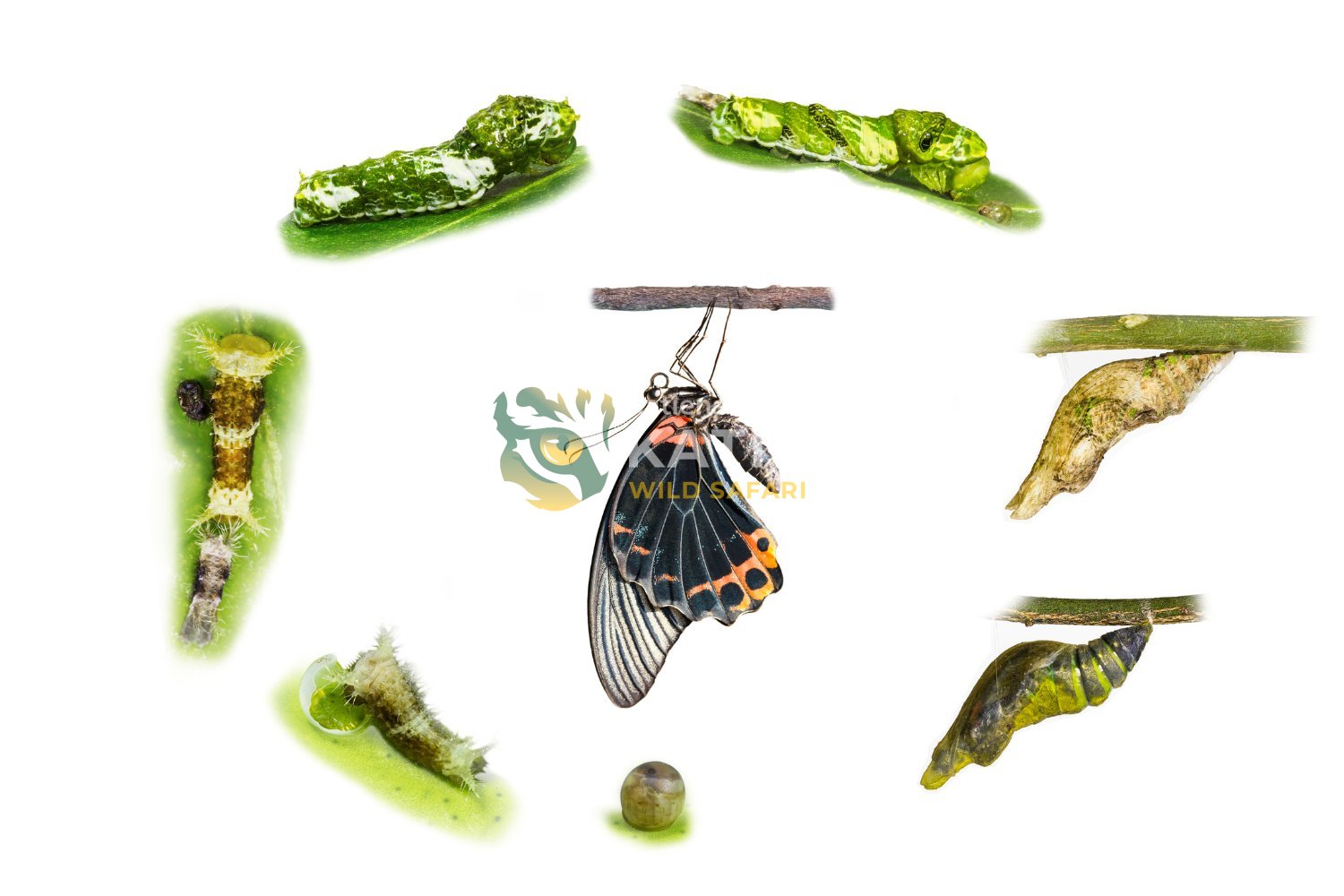 A butterfly’s life cycle includes four distinct developmental stages.