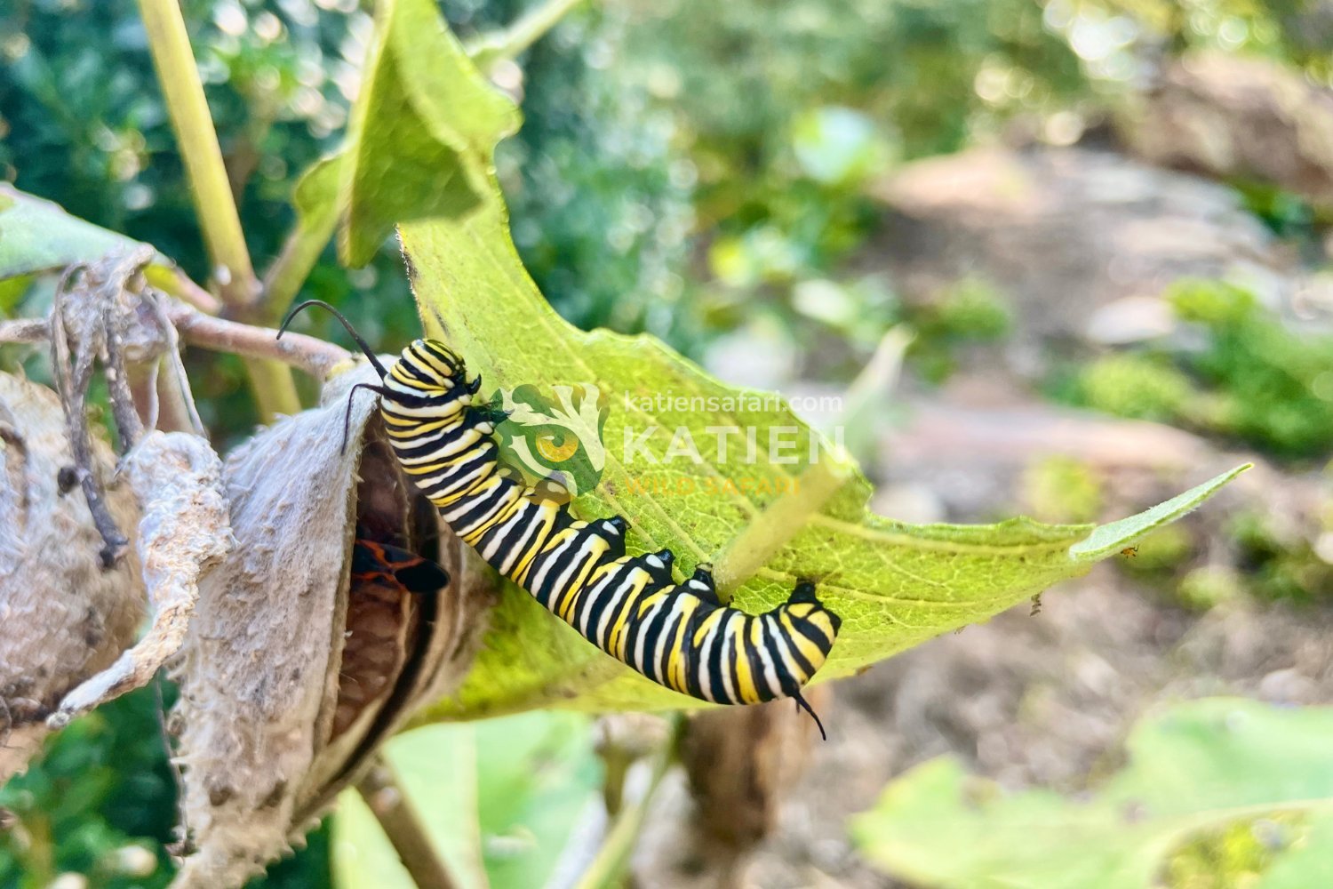 Caterpillars feed mainly on host plants chosen by female butterflies.