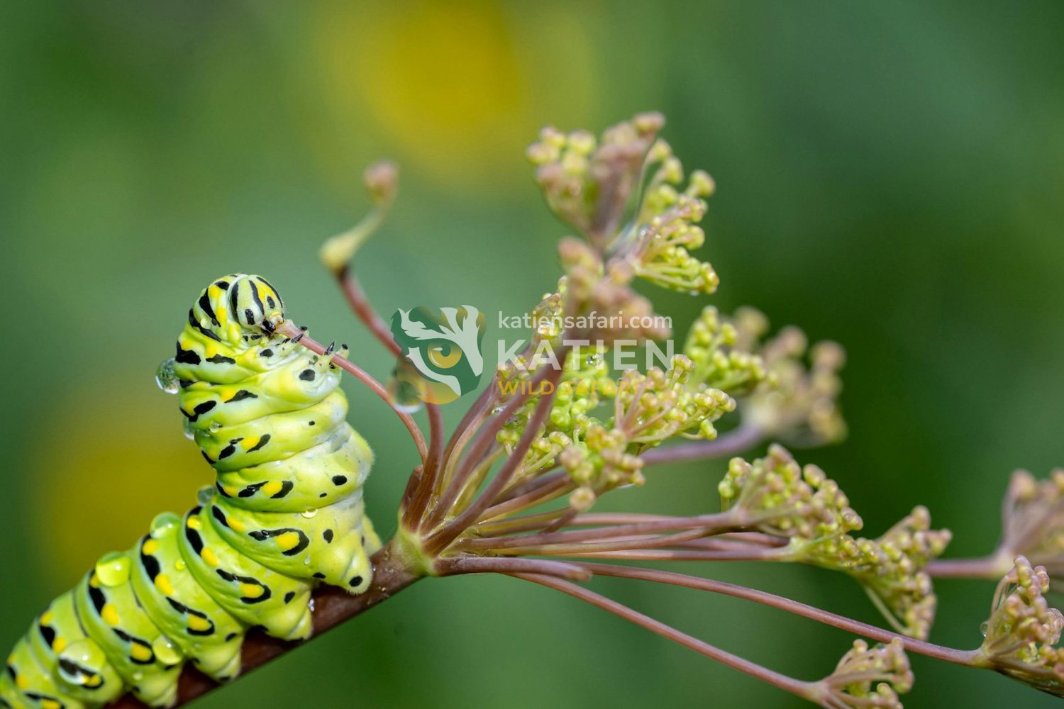 A caterpillar muches plant stems