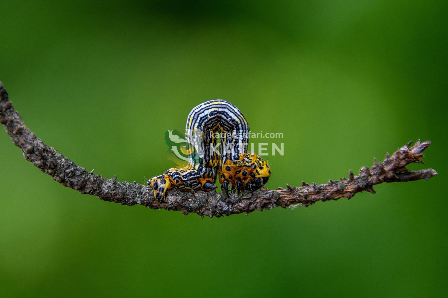 A caterpillar inches on a branch