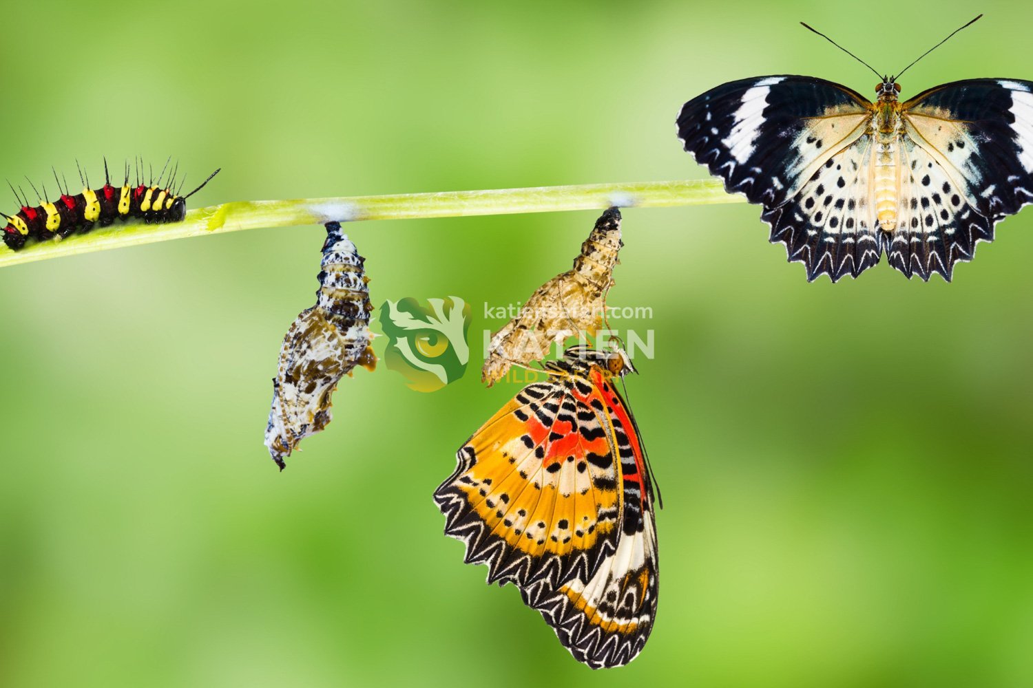 Caterpillar to butterfly metamorphosis