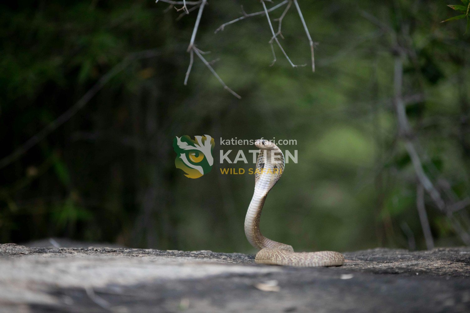 Scientists note that the snake’s hood expands widely when it feels threatened.