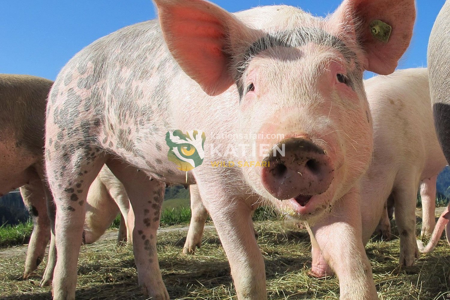 Domestic pig close up.