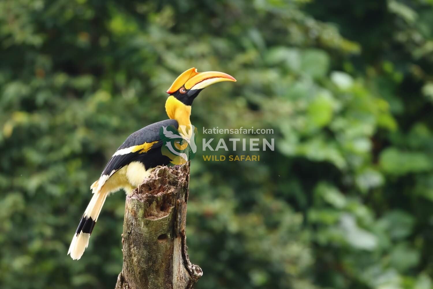 Hornbills show bold bills, strong plumage, and striking facial colors.