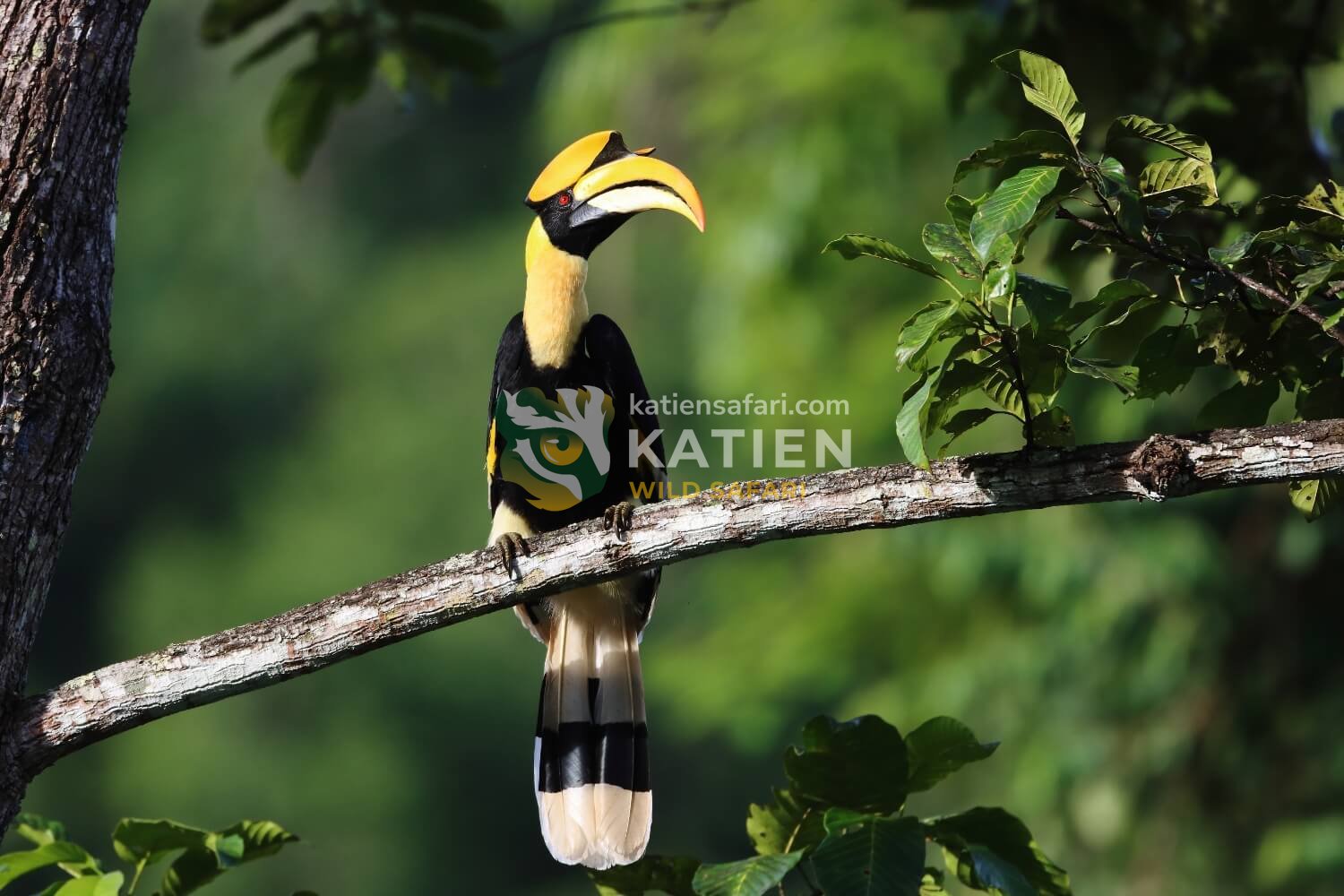Cat Tien’s hornbills glide over tall canopies at dawn and dusk.