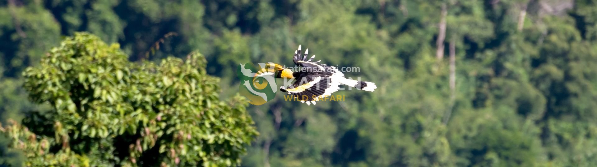 Hornbill (Bucerotidae)
