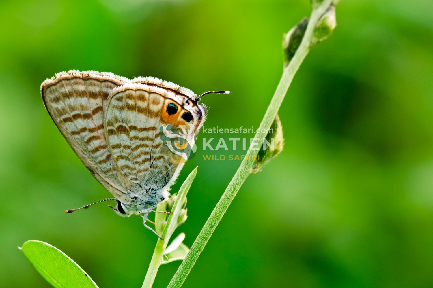 Jamides celeno displays swift, delicate flights across sunlit forest edges.