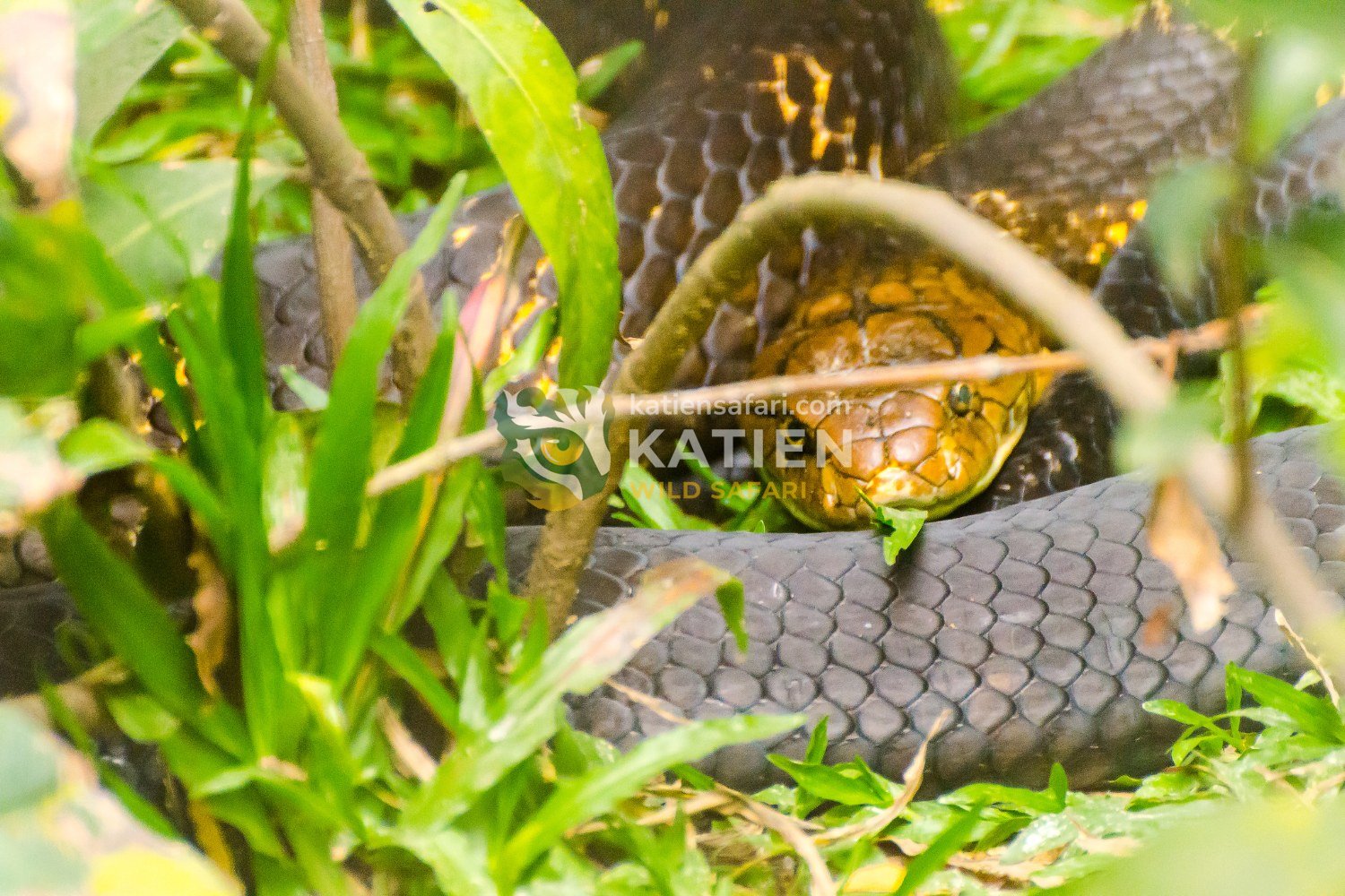 This species lives in forests, grasslands, and bamboo thickets across South and Southeast Asia.