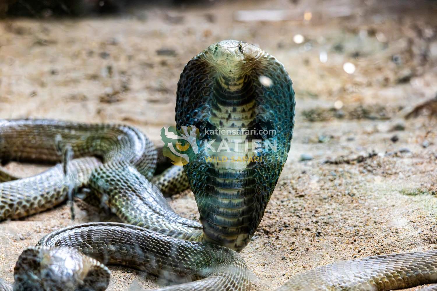 King Cobra: The Deadly Snake King of the Wild