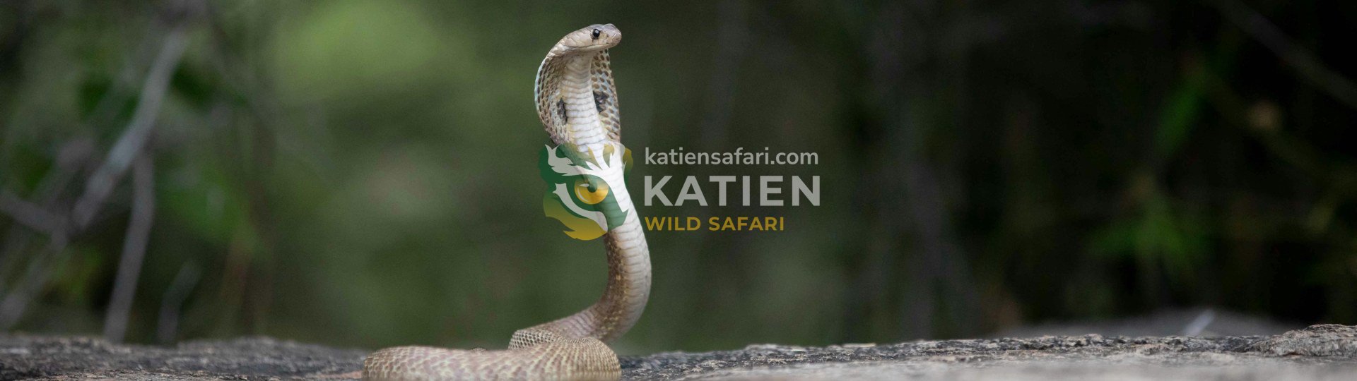 Wild King Cobra