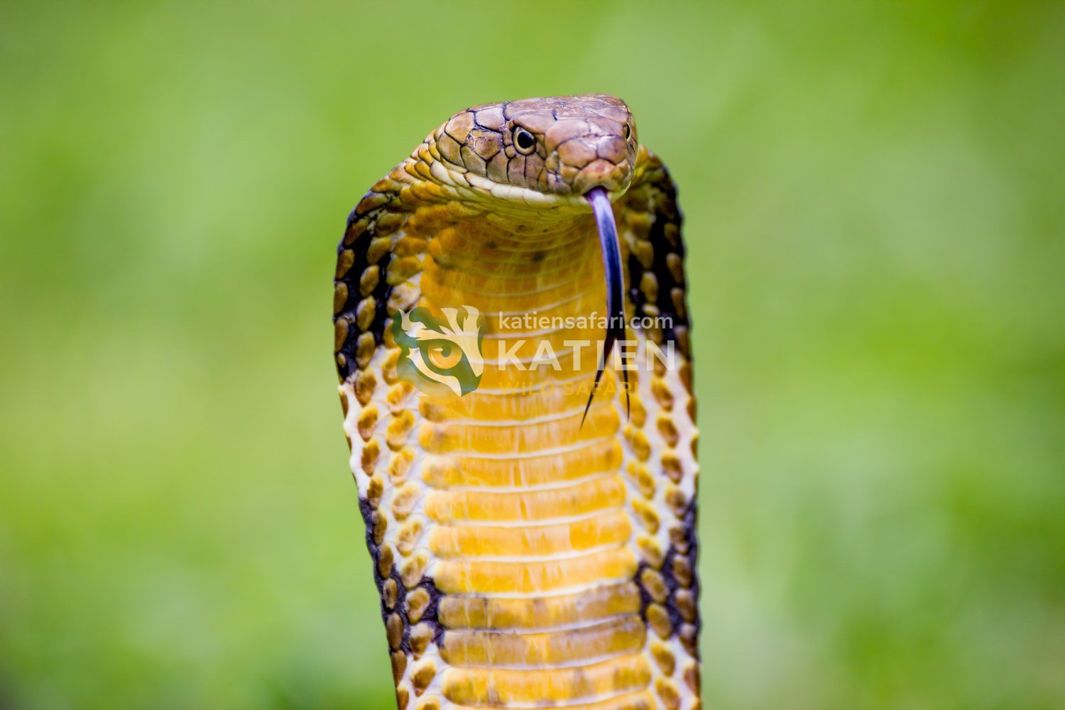 The King Cobra has a long, forked tongue.