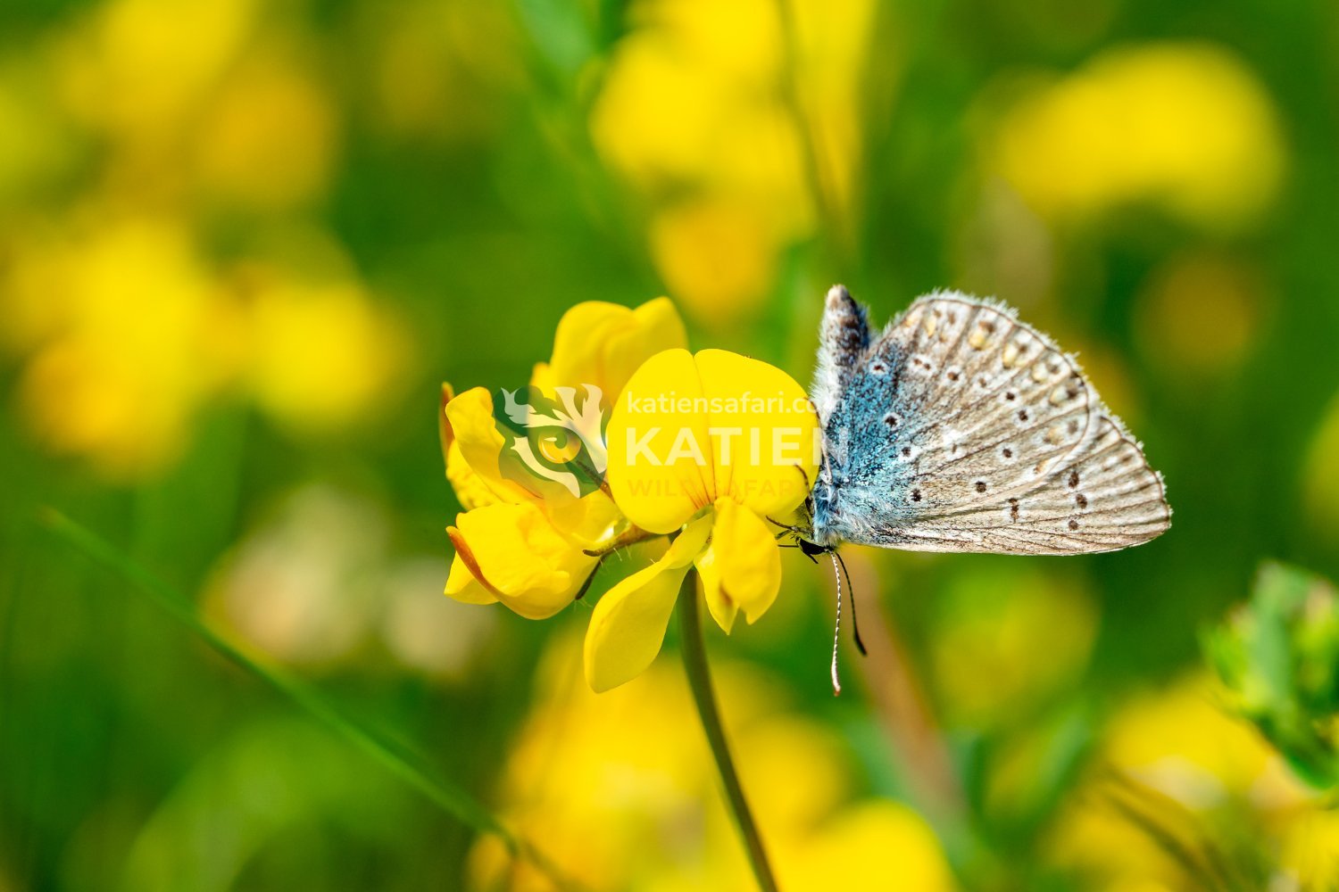 Lycaenidae species often form unique partnerships with ants.