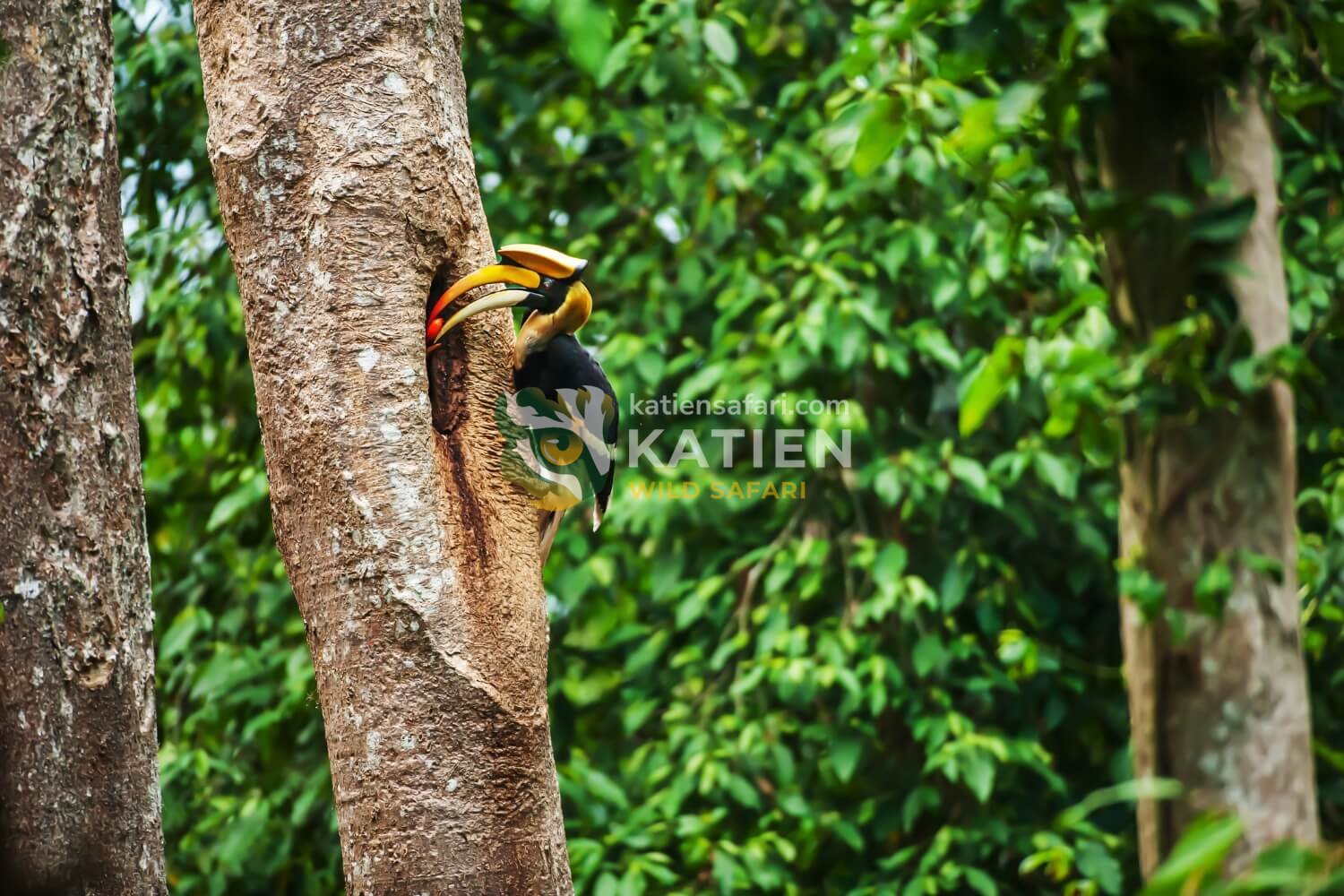 The male Great Hornbill brings fruit to feed the nesting female.