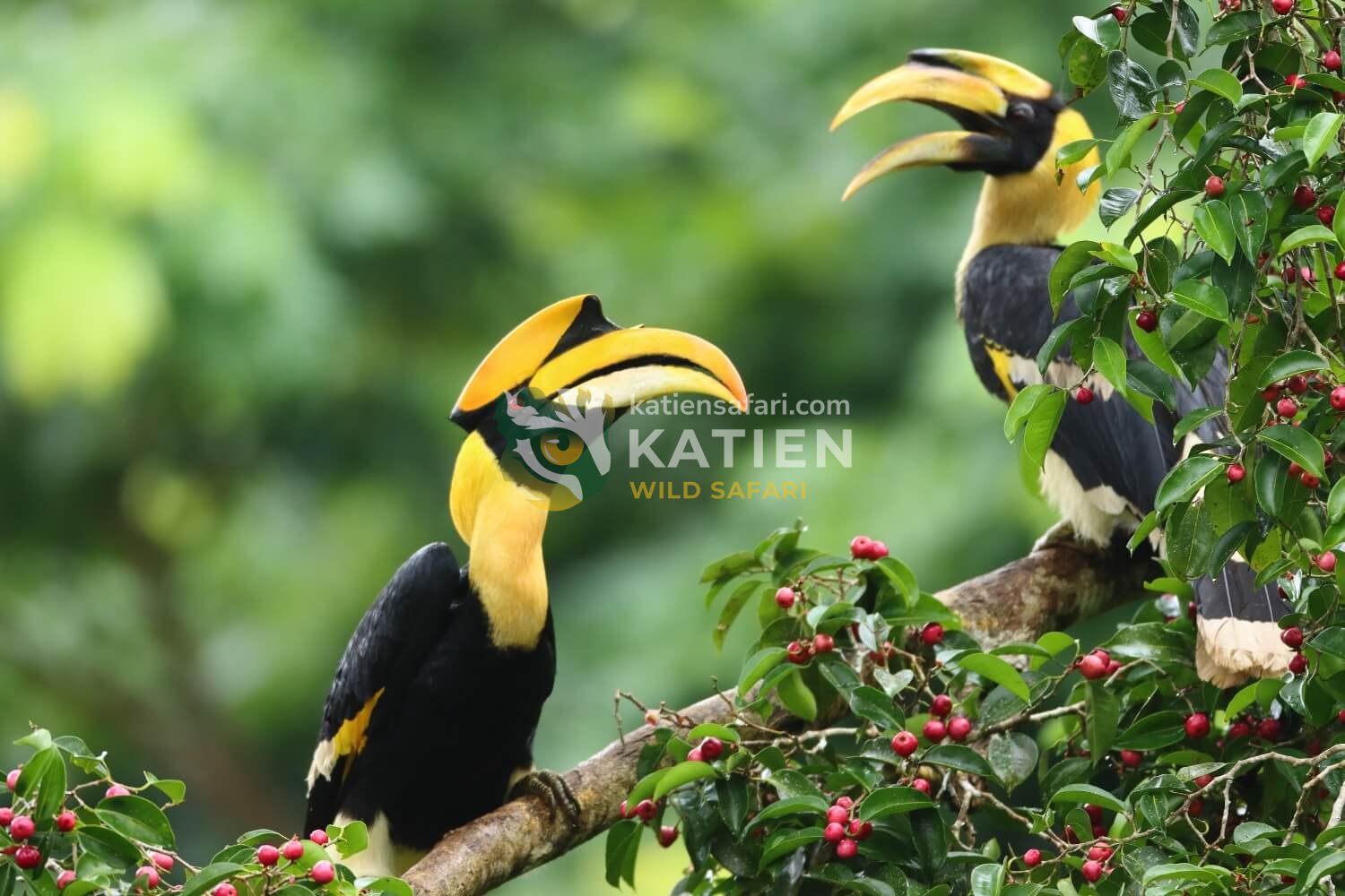 A male Great Hornbill offers fruit to court the perched female.
