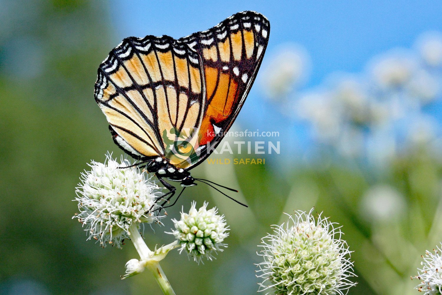 Monarch butterflies migrate remarkably far across North America.