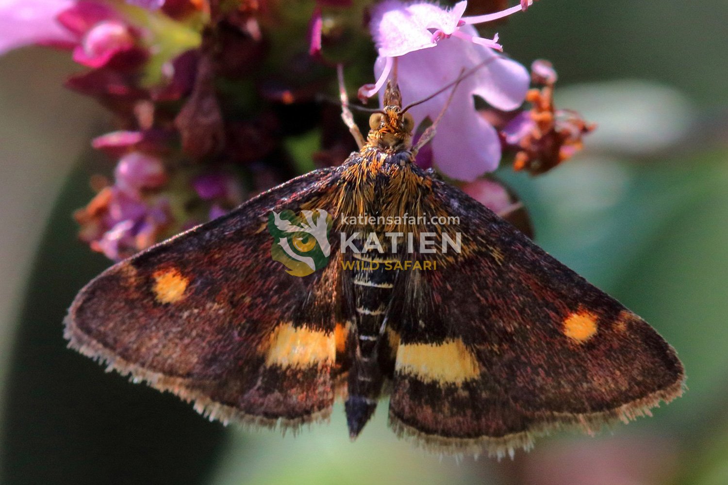 A colorful moth resting on a flower