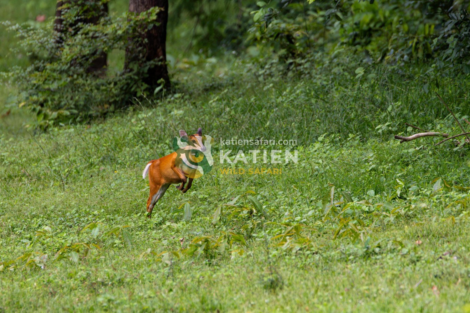 Each muntjac guards a small territory marked by scent and vocal calls.
