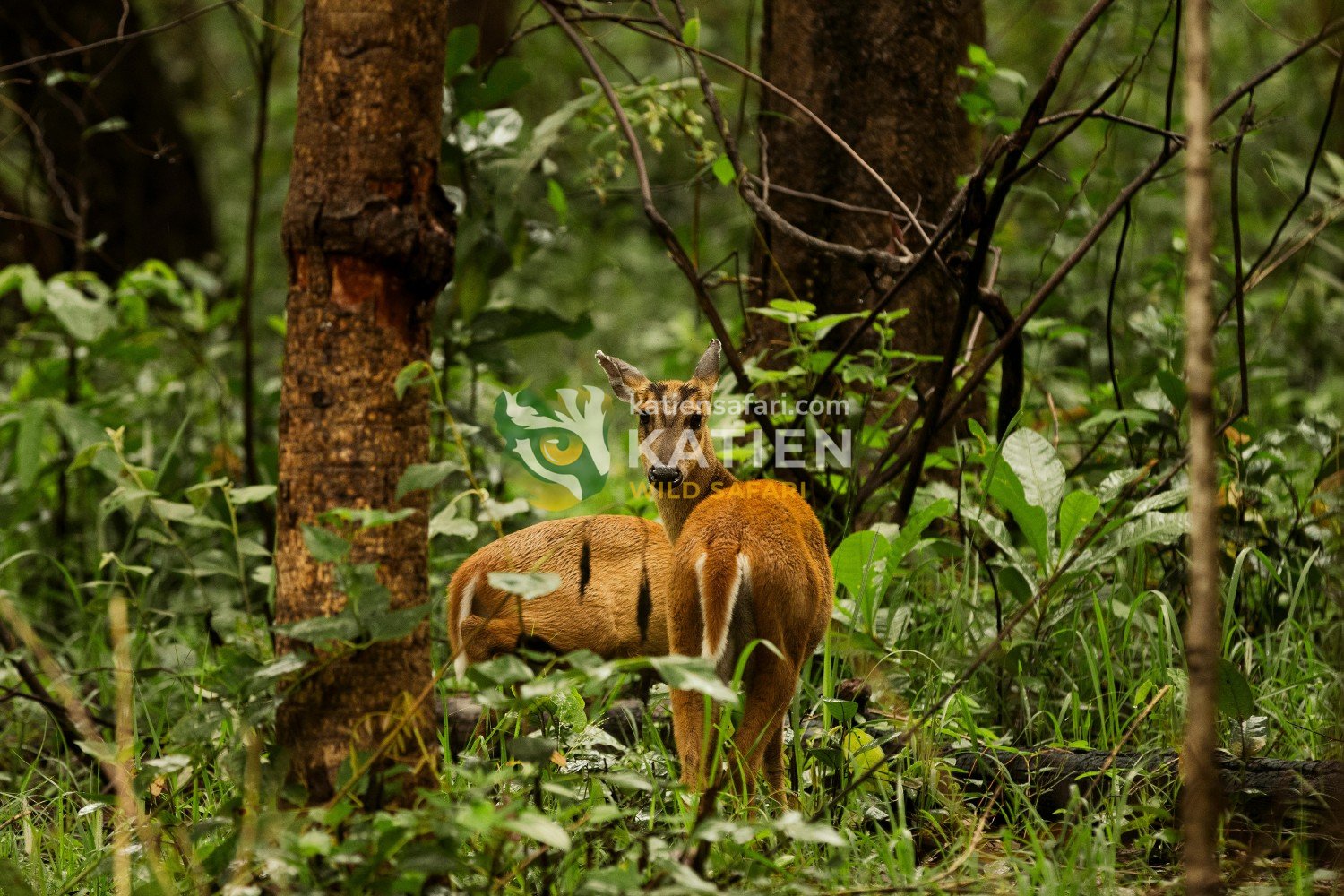 Leopards and dholes hunt them, but muntjacs flee fast and bark loudly.